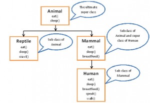 Inheritance Animal Mammal example