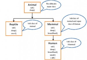 inheritance Animal - Mammal example